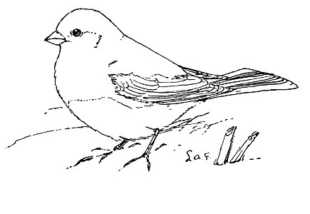 The Junco-MBS 52