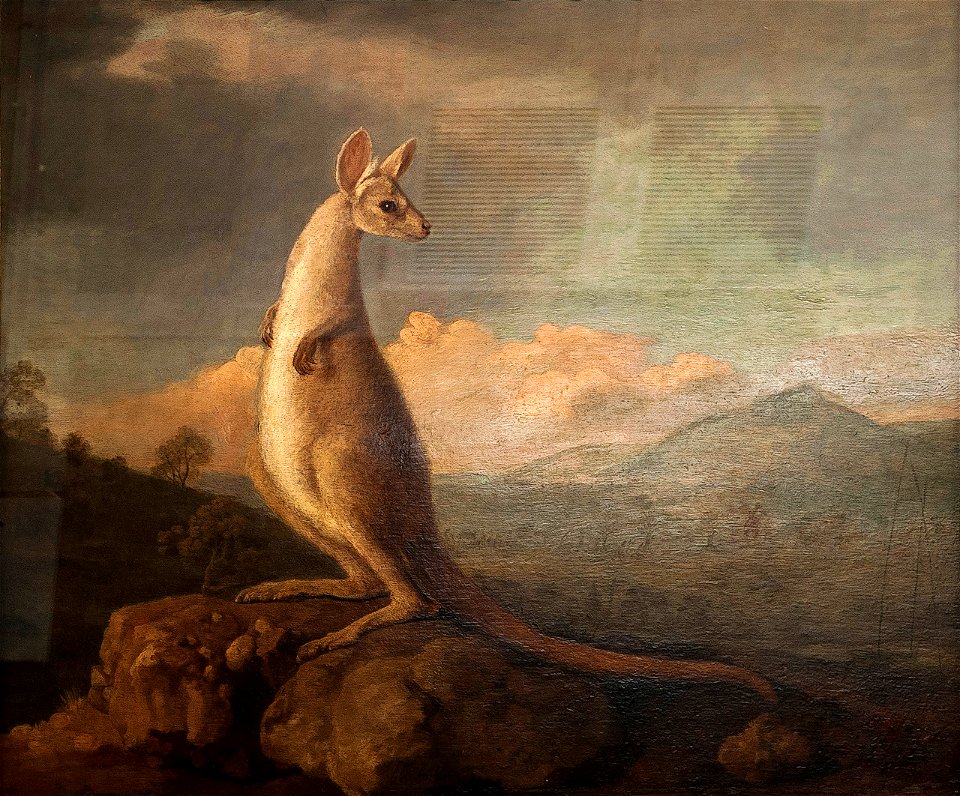 The Kongouro from New Holland' (Kangaroo)