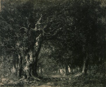 The woods (HS85-10-24518)