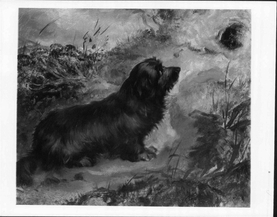 Thomas Musgrove Joy (1812-66) - Dandie Dinmont - RCIN 405867 - Royal Collection