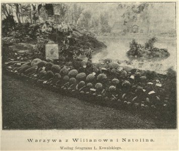 Wystawa Ogrodnicza w Bagateli - Warzywa z Willanowa i Natolina - Według fotogramu L. Kowalskiego (60682)