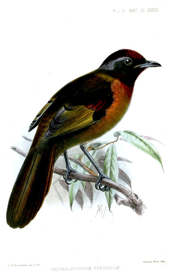 TrochalopterumPeninsulaeKeulemans