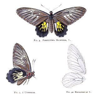 TroidesHaliphron2Rippon