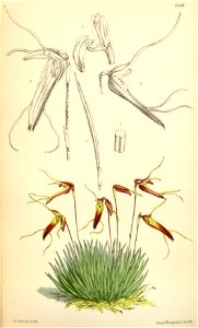 Trisetella triaristella (as Masdevallia triaristella) - Curtis' 102 (Ser. 3 no. 32) pl. 6268 (1876). Free illustration for personal and commercial use.