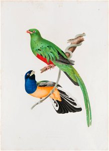 Trocon pavoninus - Trocon aurantius, da Coleção Brasiliana Iconográfica
