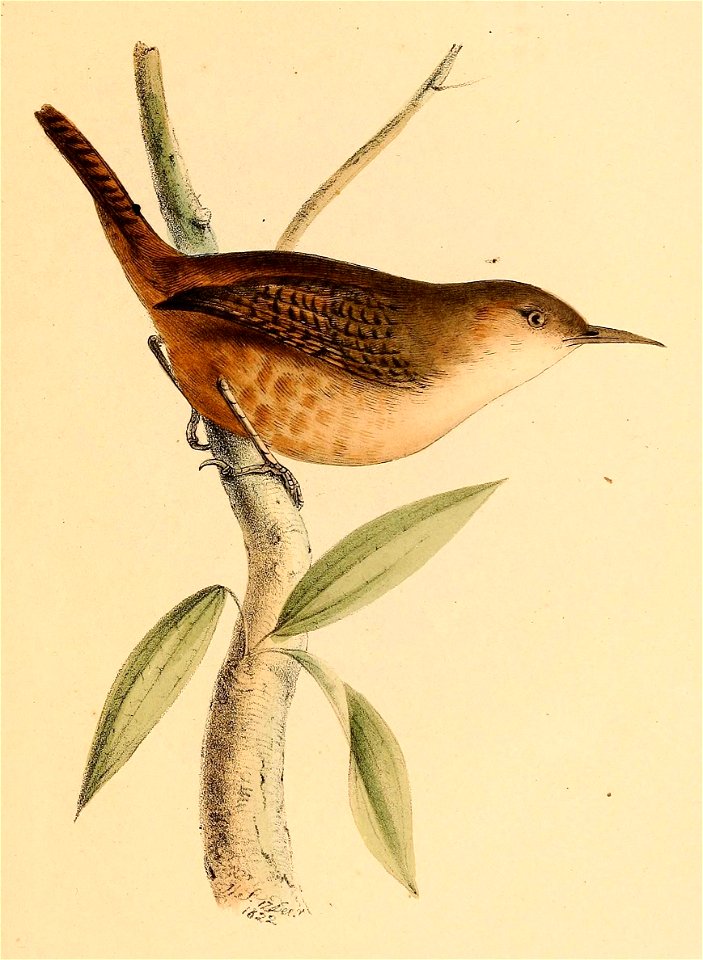 Troglodytes aedon musculus 1841
