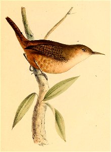 Troglodytes aedon musculus 1841