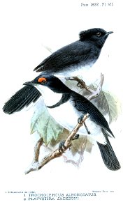 TrochocercusPlatystiraKeulemans