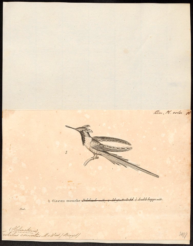 Trochilus cornutus - 1700-1880 - Print - Iconographia Zoologica - Special Collections University of Amsterdam - UBA01 IZ19100419