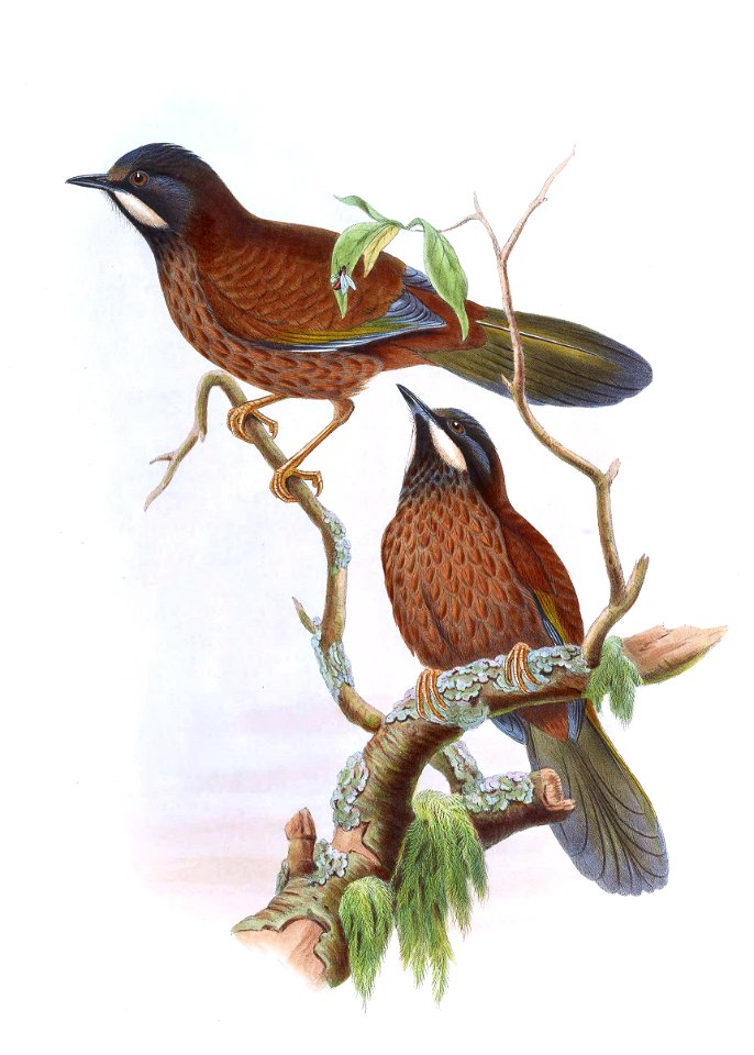 TrochalopteronBlythiiGould