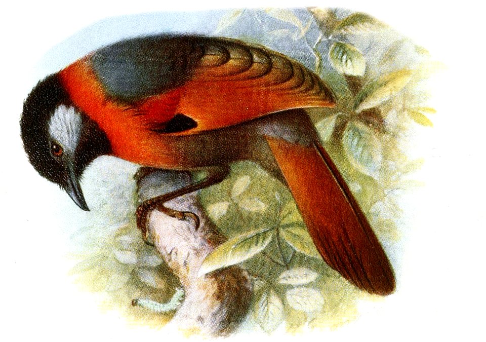 Trochalopteron yersini