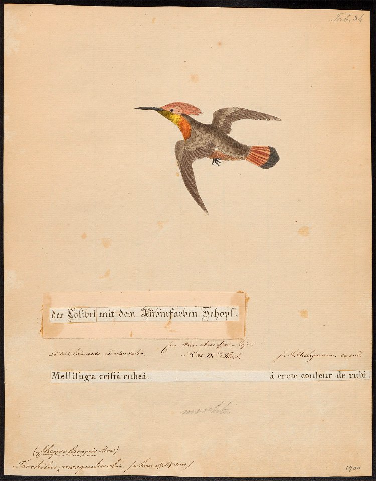 Trochilus mosquitus - 1700-1880 - Print - Iconographia Zoologica - Special Collections University of Amsterdam - UBA01 IZ19100457