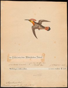 Trochilus mosquitus - 1700-1880 - Print - Iconographia Zoologica - Special Collections University of Amsterdam - UBA01 IZ19100457