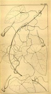Tropaeolum cirrhipes
