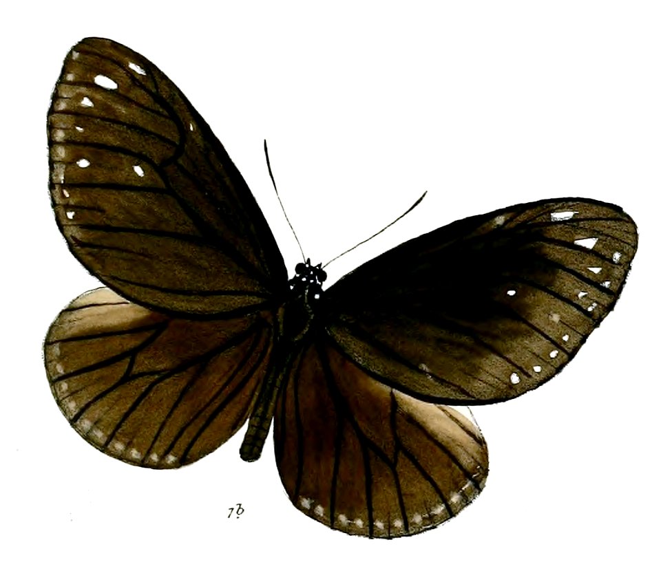 TrongaBiseriata 21 1b