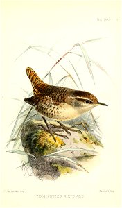 TroglodytesHirtensisKeulemans