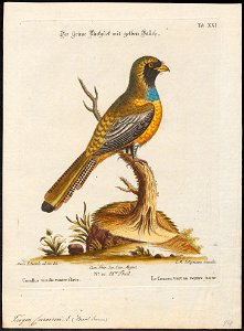 Trogon curucui - 1700-1880 - Print - Iconographia Zoologica - Special Collections University of Amsterdam - UBA01 IZ16700339