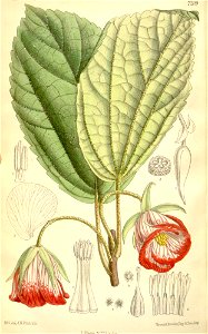 Trochetia blackburniana