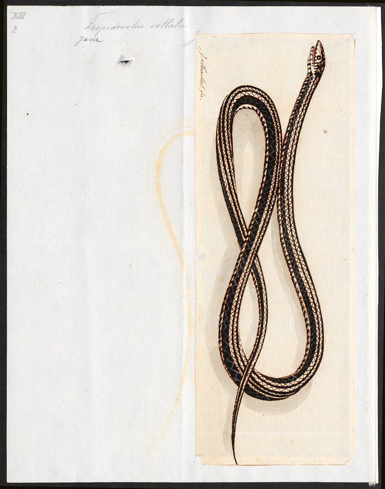 Tropidonotus vittatus - 1753-1834 - Print - Iconographia Zoologica - Special Collections University of Amsterdam - UBA01 IZA1000188