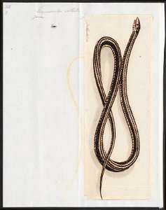 Tropidonotus vittatus - 1753-1834 - Print - Iconographia Zoologica - Special Collections University of Amsterdam - UBA01 IZA1000188