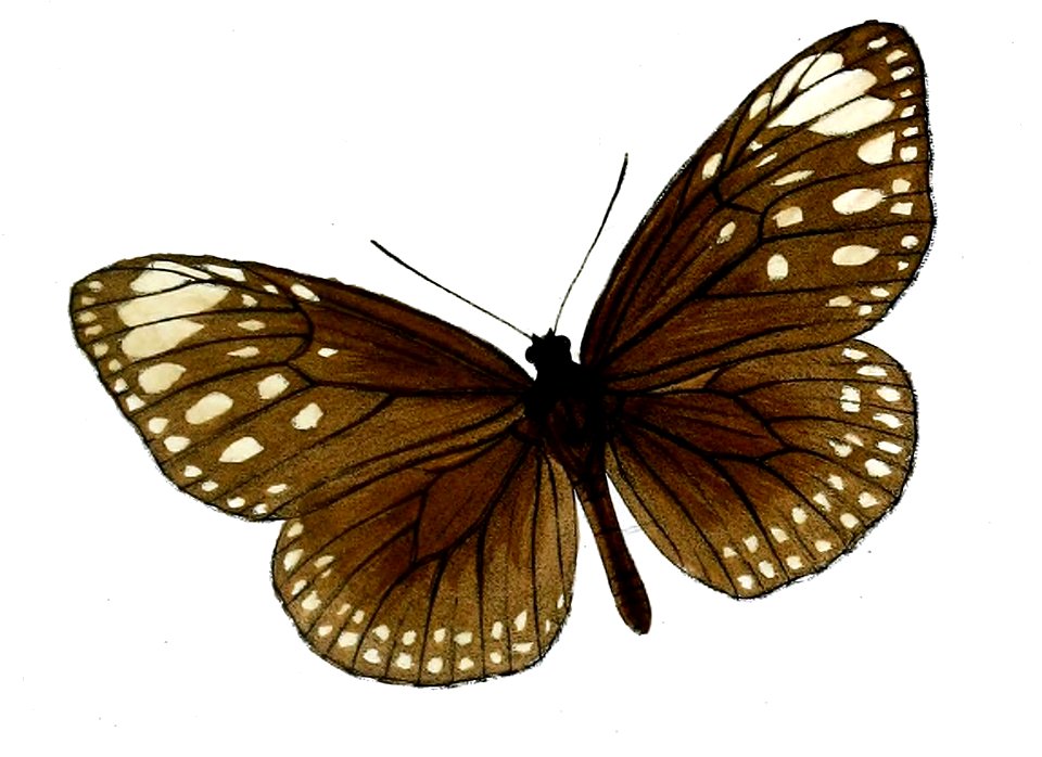 TrongaBremeri 19 1c
