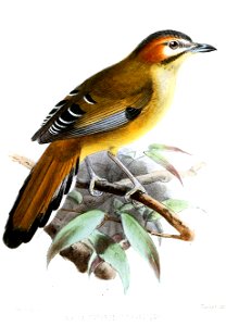 TrochalopteronCinereicepsKeulemans