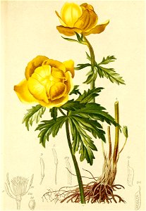 Trollius europaeus Atlas Alpenflora
