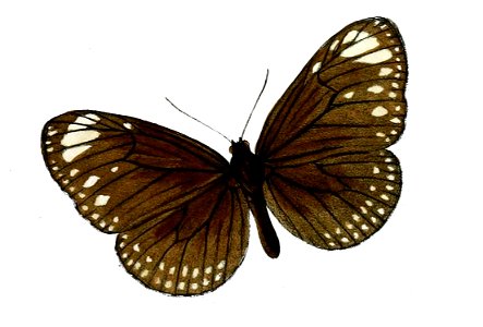 TrongaBremeri 19 1d
