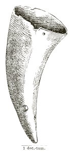 Trollbackan Kapten Elins smörjehorn Hyltén-Cavallius Wärend och Wirdarne (1863) s116