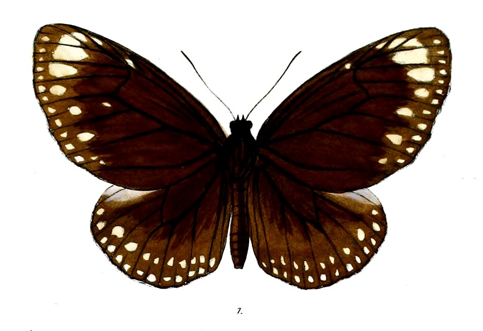 TrongaBremeri 19 1