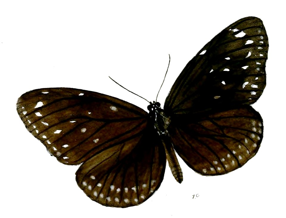 TrongaBiseriata 21 1c