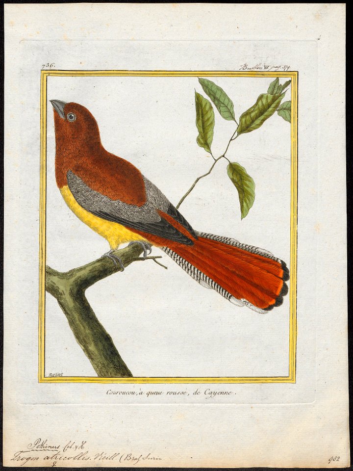 Trogon atricollis - 1700-1880 - Print - Iconographia Zoologica - Special Collections University of Amsterdam - UBA01 IZ16700353
