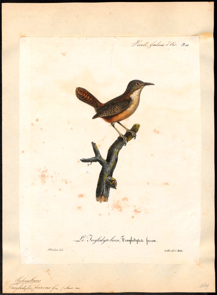 Troglodytes furvus - 1825-1834 - Print - Iconographia Zoologica - Special Collections University of Amsterdam - UBA01 IZ19200449