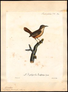 Troglodytes furvus - 1825-1834 - Print - Iconographia Zoologica - Special Collections University of Amsterdam - UBA01 IZ19200449