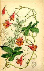 Tropaeolum smithii. Free illustration for personal and commercial use.