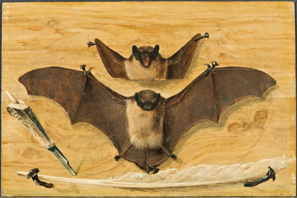 Trompe l'oeil, Two bats nailed to a timber wall, knife and quill pen ( The Bat Painting ) - Nationalmuseum - 132596