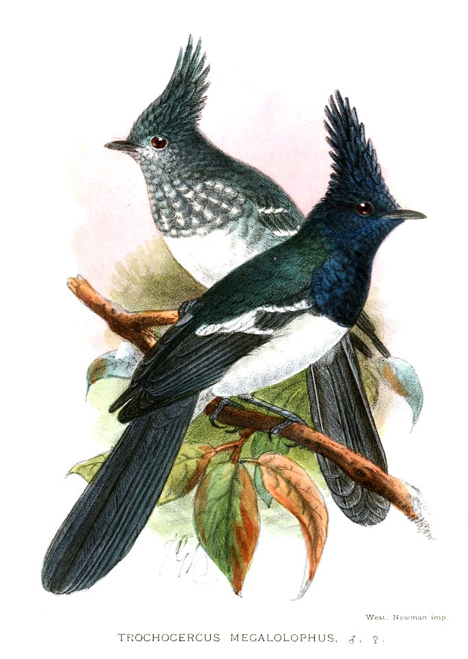 TrochocercusMegalolophusKeulemans