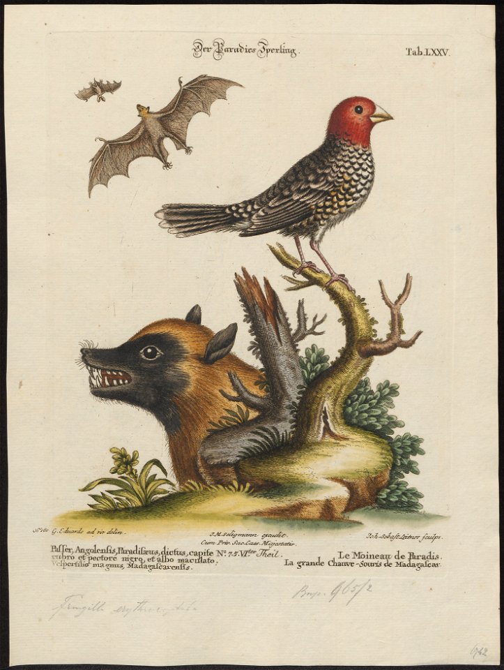 Vespertilio magnus - 1700-1880 - Print - Iconographia Zoologica - Special Collections University of Amsterdam - UBA01 IZ15900159