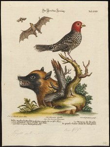 Vespertilio magnus - 1700-1880 - Print - Iconographia Zoologica - Special Collections University of Amsterdam - UBA01 IZ15900159