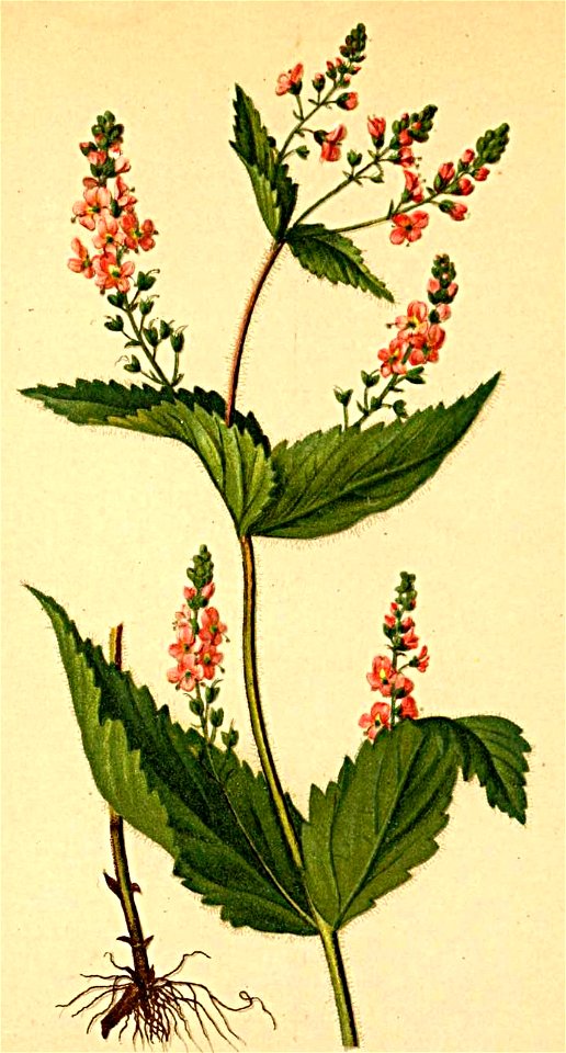 Veronica latifolia Atlas Alpenflora