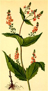 Veronica latifolia Atlas Alpenflora
