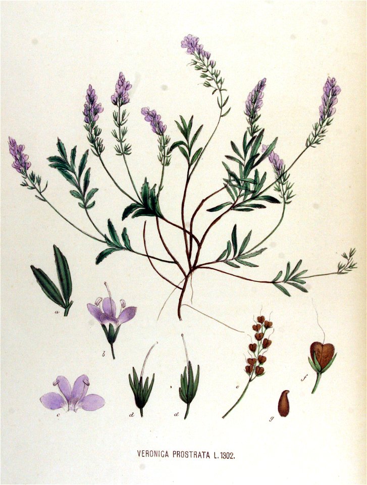 Veronica prostrata — Flora Batava — Volume v17