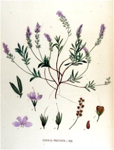 Veronica prostrata — Flora Batava — Volume v17