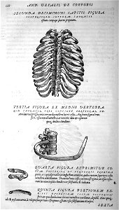 Vesalius chest bones