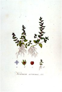 Veronica arvensis — Flora Batava — Volume v7
