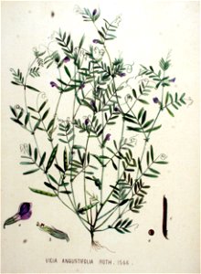 Vicia angustifolia — Flora Batava — Volume v20