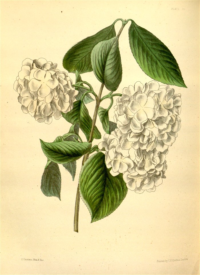 Viburnum plicatum var. plicatum Paxton 029