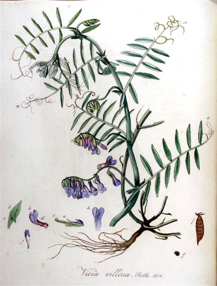 Vicia villosa — Flora Batava — Volume v9