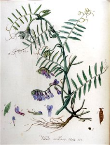 Vicia villosa — Flora Batava — Volume v9