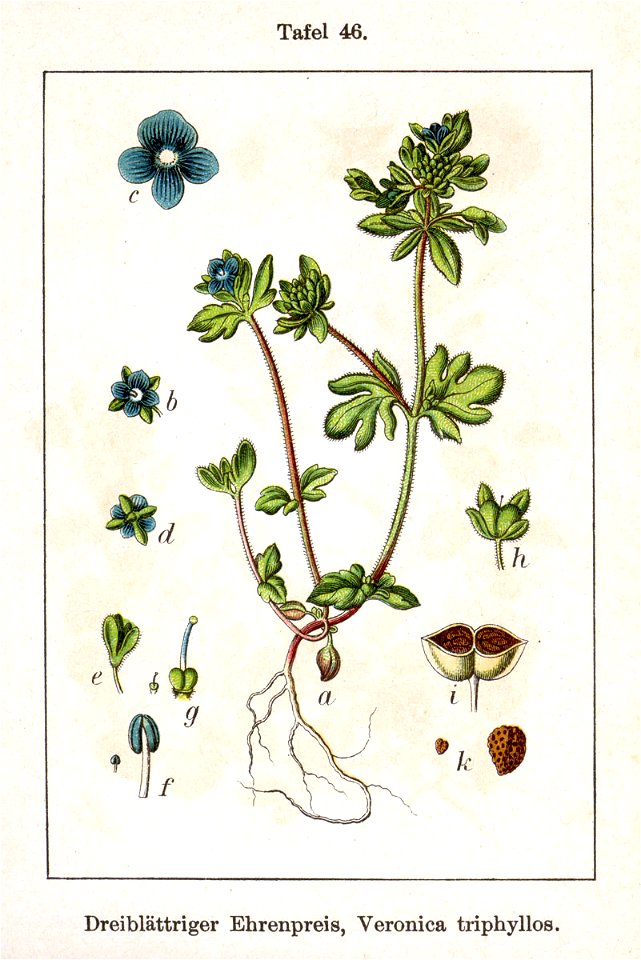 Veronica triphyllos Sturm46